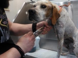 Έκκληση για να καλυφθούν τα έξοδα του σκελετωμένου & άρρωστου σκύλου (Πόιντερ) που ζούσε στη Δάφνη Ναυπακτίας