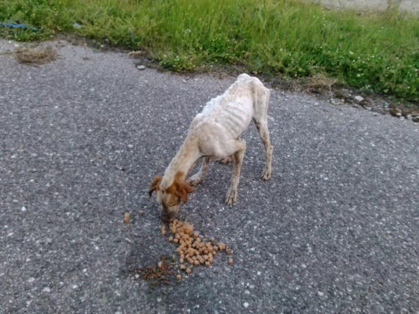 Δάφνη Ναυπακτίας: Έκκληση για τη φροντίδα - φιλοξενία του σκελετωμένου σκύλου ράτσας Πόιντερ