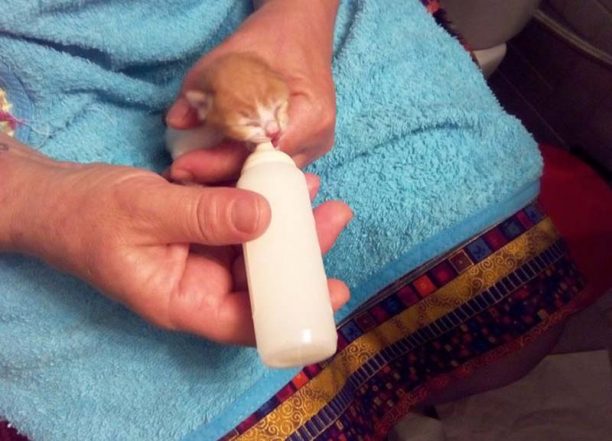 Νίκαια: Ζητάει βοήθεια για 3 νεογέννητα γατάκια που βρήκε πεταμένα μέσα σε κουβά
