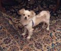 Χάθηκε μικρόσωμος μπεζ χρώματος σκύλος ράτσας Πεκινουά στο Μαρούσι