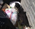Πρέβεζα: Βρήκε τρία κουτάβια ζωντανά πεταμένα σε κάδο σκουπιδιών