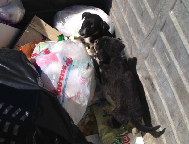 Πρέβεζα: Βρήκε τρία κουτάβια ζωντανά πεταμένα σε κάδο σκουπιδιών