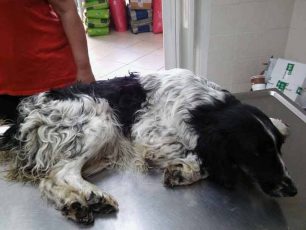 Πτολεμαΐδα: Βρήκαν τον αδέσποτο σκύλο κακοποιημένο & πεταμένο μέσα σε συντριβάνι