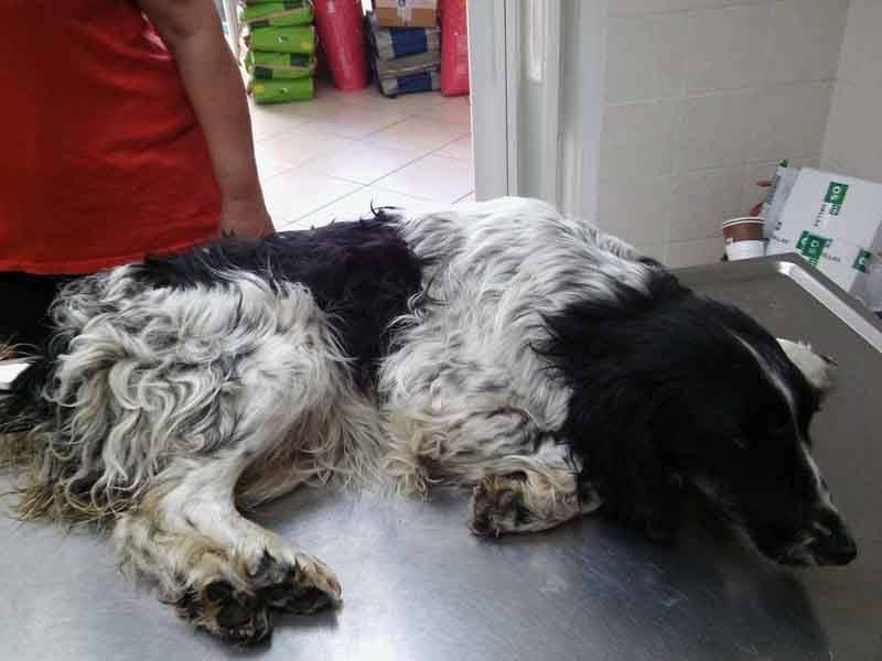 Πτολεμαΐδα: Βρήκαν τον αδέσποτο σκύλο κακοποιημένο & πεταμένο μέσα σε συντριβάνι