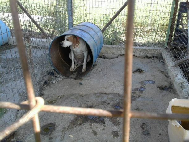 Βρήκε τα σκυλιά κλεισμένα σε κλουβιά στην Κακή Βίγλα Σαλαμίνας (βίντεο)