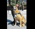 Ο Στρατός Ξηράς βράβευσε τον στρατιωτικό σκύλο για τα 43 κουτάβια που γέννησε