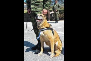 Ο Στρατός Ξηράς βράβευσε τον στρατιωτικό σκύλο για τα 43 κουτάβια που γέννησε