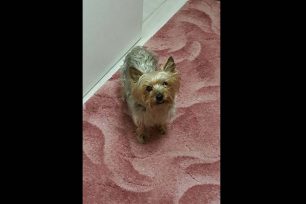 Χάθηκε αρσενικός σκύλος ράτσας Γιορκσάιρ Τερριέ στην Κερατέα