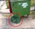Τρίπολη: Παράτησαν 11 κουτάβια μέσα σε τελάρο στα σκουπίδια στο Παναρκαδικό (βίντεο)