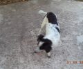 Χάθηκε θηλυκό στειρωμένο τσομπανόσκυλο στο Βέλο Κορινθίας