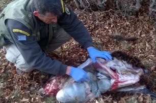 Βλαστή Κοζάνης: Άφησε δηλητηριασμένο πτώμα πρόβατου μέσα σε Καταφύγιο Άγριας Ζωής για να εξοντώσει σαρκοβόρα ζώα