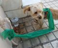 Χανιά: Βρήκαν τον σκύλο δεμένο με πλαστικές σακούλες έξω από ίντερνετ καφέ