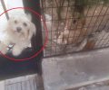 Χάθηκε σκύλος (λευκό Κανίς) από τη Νέα Ερυθραία