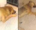 Άγιοι Θεόδωροι Κορινθίας: Τραυματισμένα από αεροβόλο βρήκαν 2 σκυλιά που φροντίζουν στην περιοχή Καλύβιζες - Σέσι