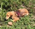 Άρτα: Βρήκαν τον σκύλο σοβαρά τραυματισμένο από αγροτικό εργαλείο & πυροβολημένο στην Καλαμιά
