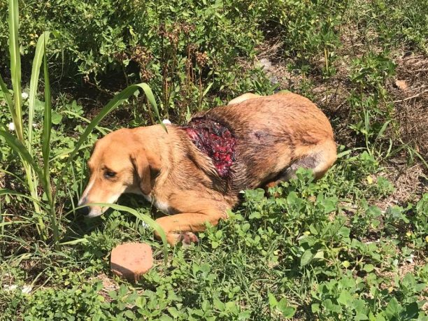 Άρτα: Βρήκαν τον σκύλο σοβαρά τραυματισμένο από αγροτικό εργαλείο & πυροβολημένο στην Καλαμιά