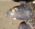 Νεκρή από αγκίστρι θαλάσσια χελώνα στη Ζάκυνθο