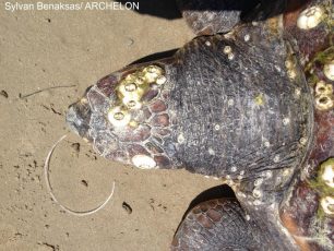 Νεκρή από αγκίστρι θαλάσσια χελώνα στη Ζάκυνθο