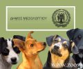 Θα αφήσουν ελεύθερα 60 αδέσποτα σκυλιά καθώς ο Δήμος Μεσολογγίου αρνείται να δώσει ζωοτροφές