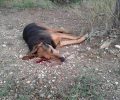 Πυροβόλησε στο κεφάλι και εκτέλεσε δύο σκυλιά σε περιφραγμένο χώρο στον Διόνυσο της Αττικής
