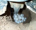 Η πρώτη φωλιά της θαλάσσιας χελώνας caretta - caretta στη Ζάκυνθο και φέτος είναι γεγονός
