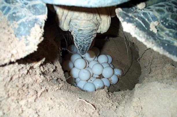 Η πρώτη φωλιά της θαλάσσιας χελώνας caretta - caretta στη Ζάκυνθο και φέτος είναι γεγονός