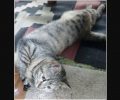 Χάθηκε γκρι τιγρέ γάτα στη Νέα Σμύρνη Αττικής