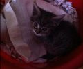 Σώο και αβλαβές το γατάκι που είχε πέσει μέσα σε φρεάτιο στη Νέα Χαλκηδόνα Αττικής