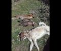 Γάβρος Καλαμπάκας: Δηλητηριασμένα από φόλες 2 κουνάβια, 1 αλεπού & 1 σκύλος