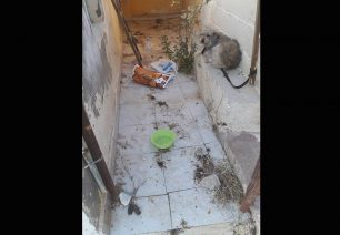 Ηράκλειο Κρήτης: Βρήκε τον σκύλο δεμένο και παρατημένο στα τείχη που οδηγούν στον τάφο του Καζαντζάκη