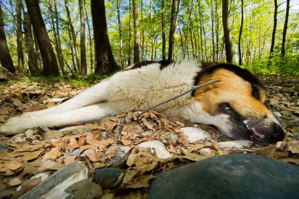 Βρήκαν φόλα κυανίου δίπλα από πτώμα δηλητηριασμένου σκύλου στην Διάβα Καλαμπάκας