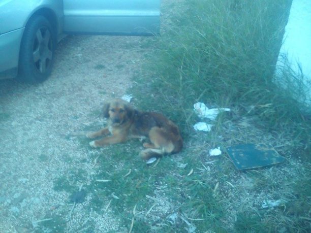 Ναύπλιο: Καταδικάστηκε με αναστολή ο άνδρας που εγκατέλειψε σκύλο & 4 κουταβάκια στην Καραθώνα Αργολίδας