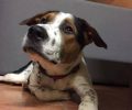 Βρήκε τον σκύλο του πυροβολημένο με αεροβόλο στο κεφάλι στο Μάτι της Νέας Μάκρης