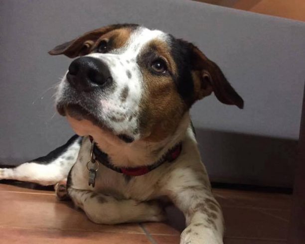 Βρήκε τον σκύλο του πυροβολημένο με αεροβόλο στο κεφάλι στο Μάτι της Νέας Μάκρης