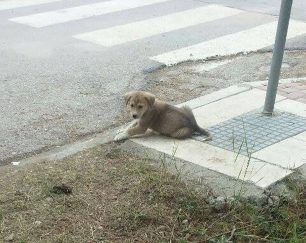 Έκκληση για την υιοθεσία των κουταβιών που μαθητές βρήκαν στην Πτολεμαΐδα (βίντεο)