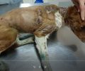 Κουτσουράς Λασιθίου: Έκαψε τον σκύλο και τον κρέμασε ζωντανό σε δέντρο (βίντεο)