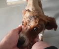 Αναρρώνει ο σκύλος που βρέθηκε με εγκαύματα κρεμασμένος σε δέντρο κοντά στον Κουτσουρά Λασιθίου (βίντεο)