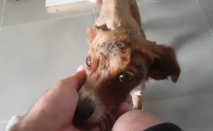 Αναρρώνει ο σκύλος που βρέθηκε με εγκαύματα κρεμασμένος σε δέντρο κοντά στον Κουτσουρά Λασιθίου (βίντεο)