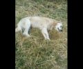 Λαψίστα Ιωαννίνων: Βρήκε τα δύο αδέσποτα σκυλιά που φρόντιζε νεκρά από φόλες