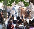 Χριστιανοί έσφαξαν δημόσια ταύρο χωρίς αναισθητοποίηση στον Μανταμάδο Λέσβου παρά την απαγόρευση