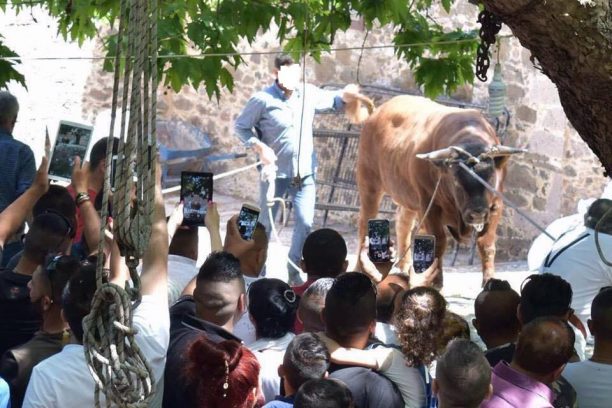 Χριστιανοί έσφαξαν δημόσια ταύρο χωρίς αναισθητοποίηση στον Μανταμάδο Λέσβου παρά την απαγόρευση