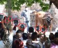 Να ενδιαφερθούν για τις εκτρώσεις οι φιλόζωοι λέει ο παπάς που ευθύνεται για την παράνομη σφαγή ταύρου στον Μανταμάδο Λέσβου