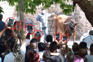 Λέσβος: Νόμιμα με τη σφραγίδα τη Ν.Δ. περιφορά ταύρου στα χριστιανικά πανηγύρια – Απειλούν δημοσιογράφους οι διοργανωτές (βίντεο)