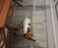 Βρέθηκε σκύλος Τζακ Ράσελ στο Μετς της Αθήνας