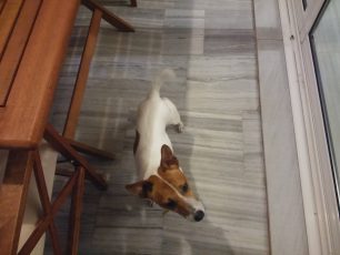 Βρέθηκε σκύλος Τζακ Ράσελ στο Μετς της Αθήνας