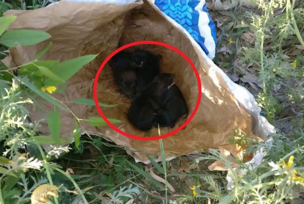 Ναύπακτος: Βρήκαν 4 νεογέννητα κουτάβια ζωντανά μέσα σε τσουβάλι πεταμένα στην παραλία της Ψάνης