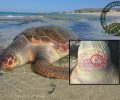 Νάξος: Βρήκαν άλλη μια θαλάσσια χελώνα νεκρή, μαχαιρωμένη στον λαιμό στην παραλία της Γλυφάδας (βίντεο)