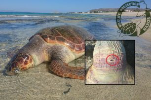 Νάξος: Βρήκαν άλλη μια θαλάσσια χελώνα νεκρή, μαχαιρωμένη στον λαιμό στην παραλία της Γλυφάδας (βίντεο)