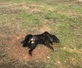 Συστηματική εξόντωση αδέσποτων & μη ζώων με φόλες στη Νέα Μάκρη Αττικής