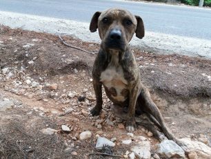 Μενίδι: Έκκληση για τον παράλυτο σκύλο που εντοπίστηκε στην λεωφόρο Πάρνηθος